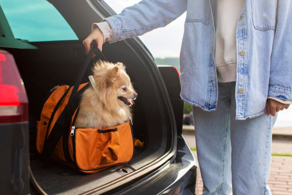 Curated visual reference: Gallery Detail: International Pet Relocation Service In Dubai